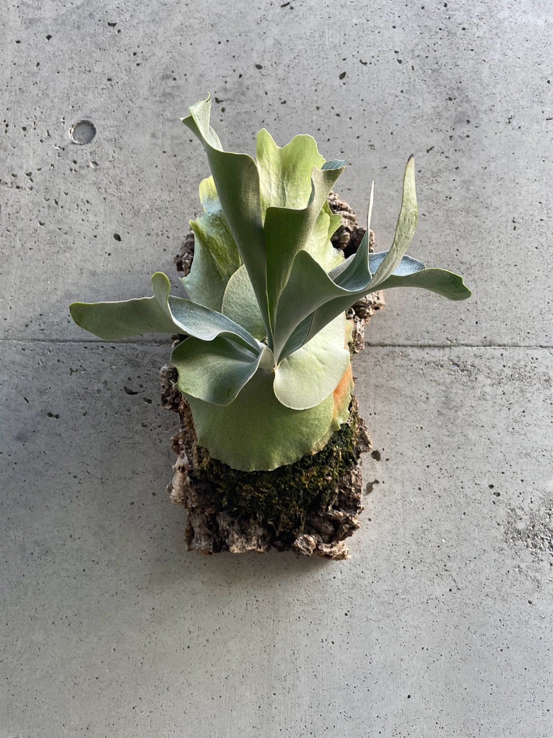 エフエスキュー デラロチャ(P. FSQ（vp#2)'DeLaRocha'） | calmplants