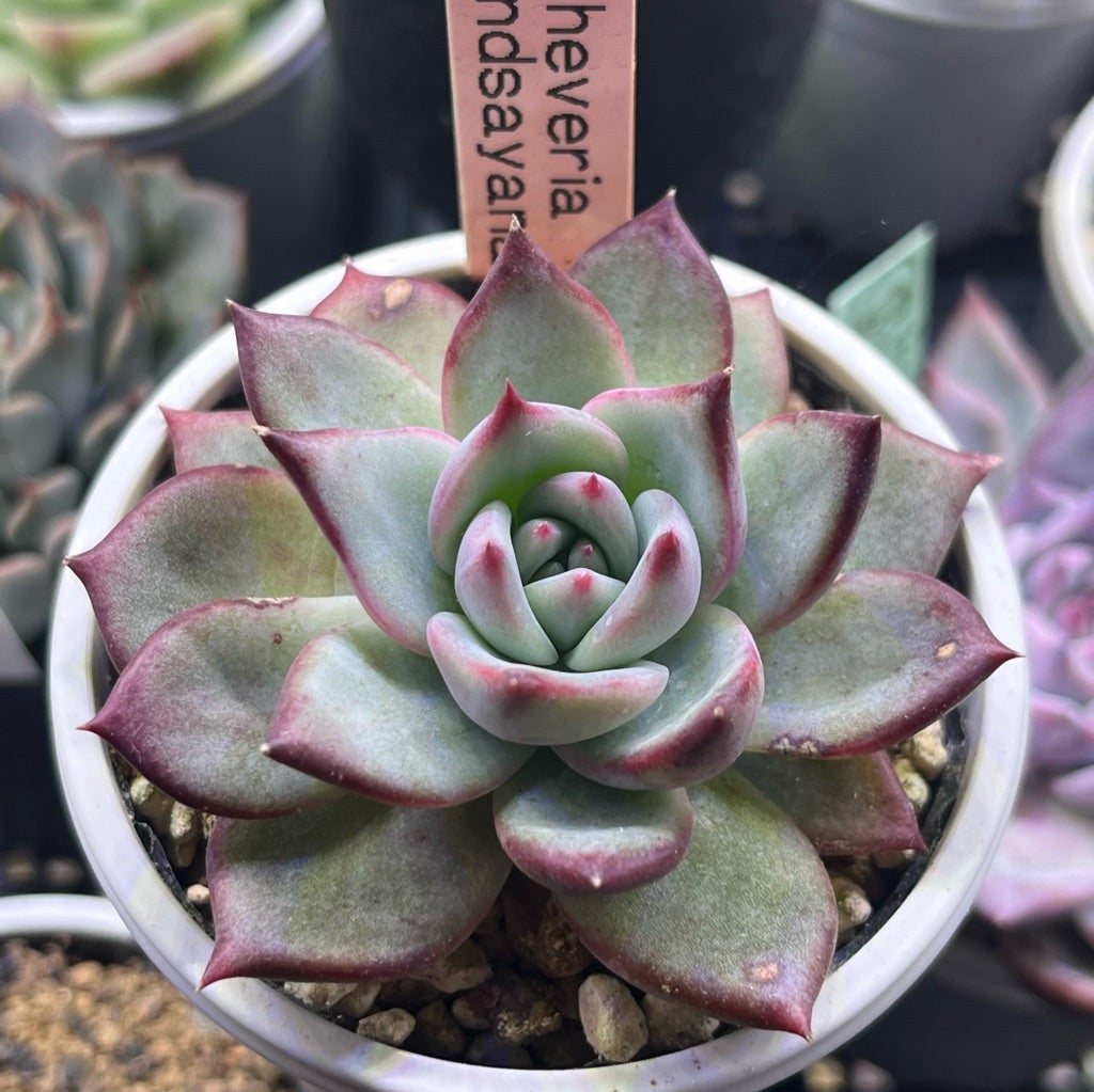 二瓶さんのリンゼアナ カシミヤヒントニー | 無職インセクトの多肉