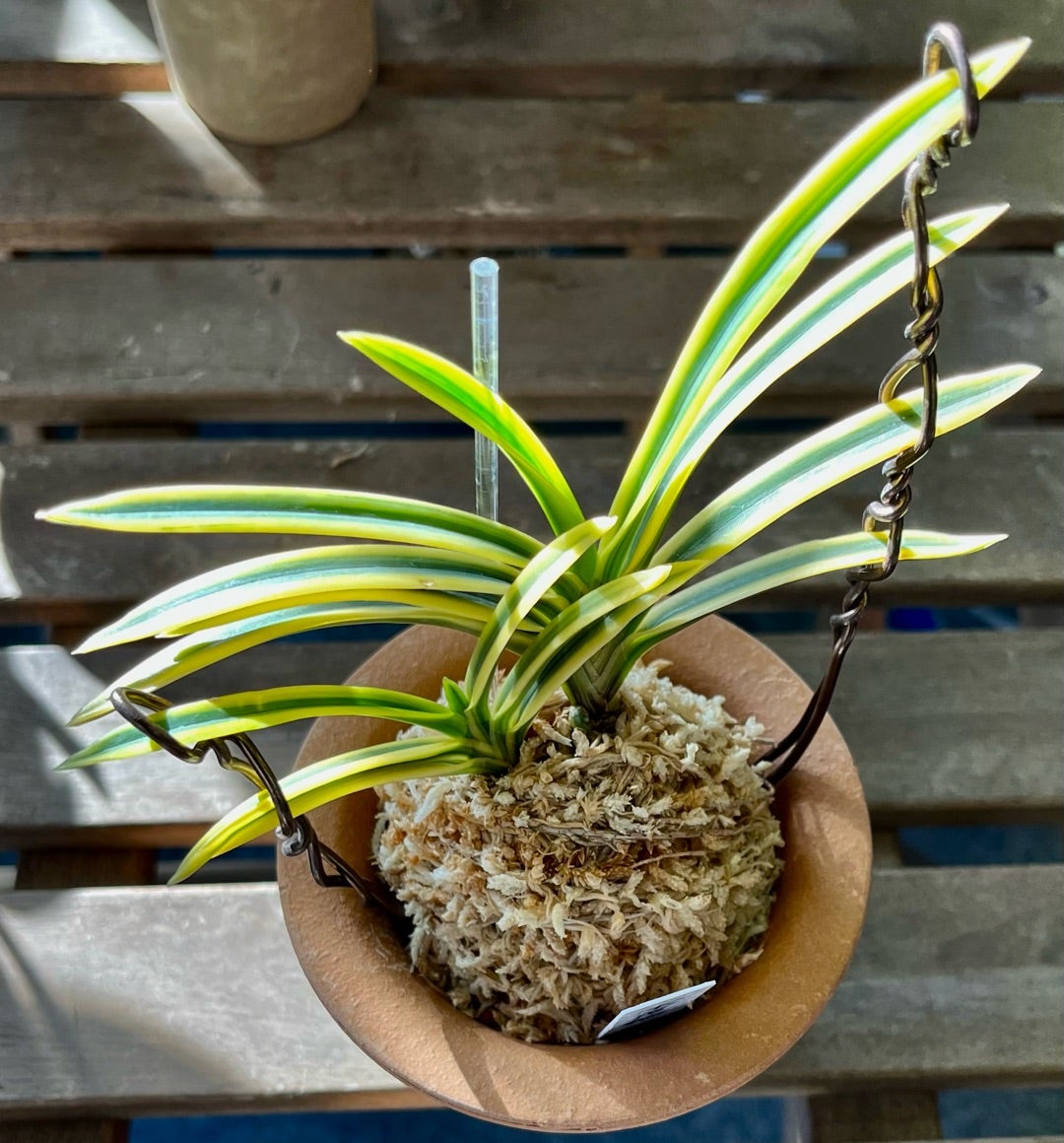 富貴蘭【宝錦覆輪】 | 富貴蘭を楽しんでブログ