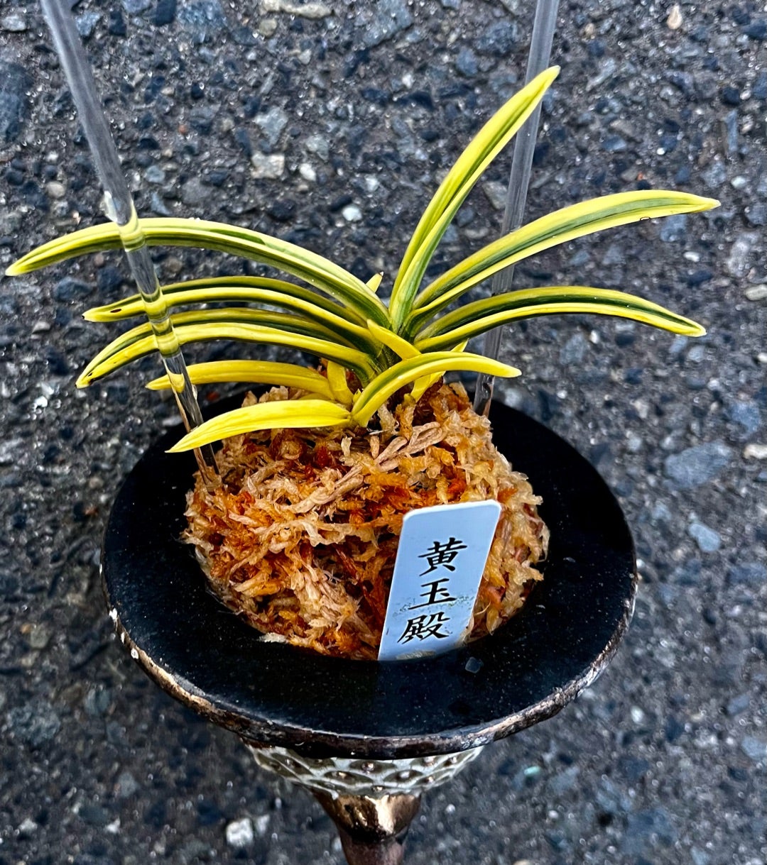 富貴蘭【黄玉殿】 | 富貴蘭を楽しんでブログ