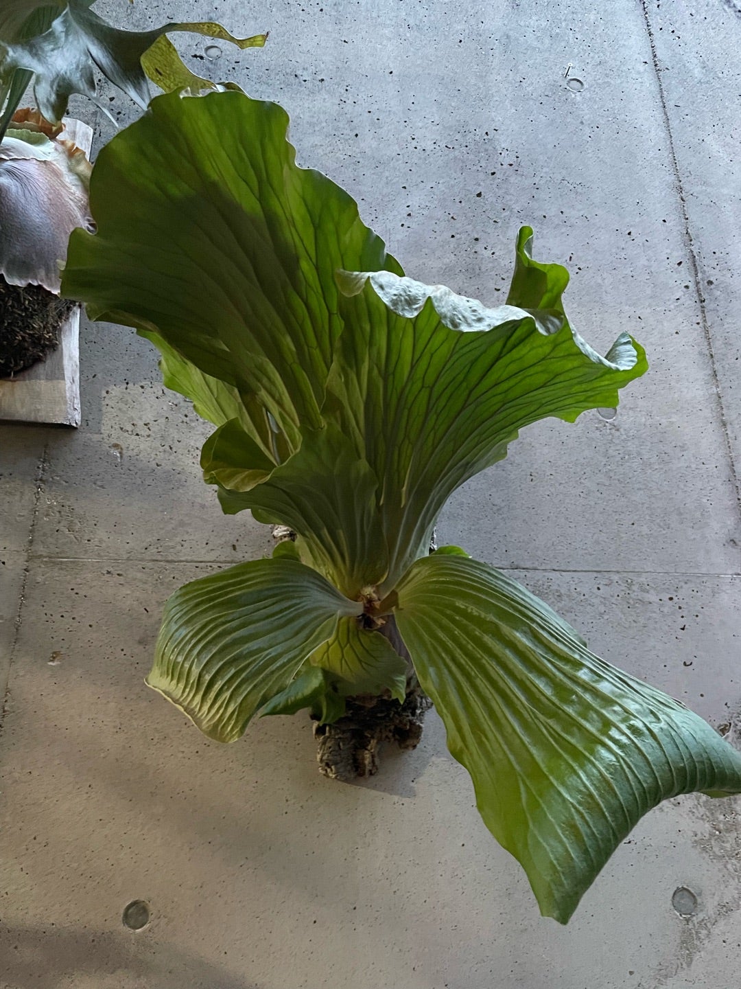 その後のビカクシダ エレファントティス (platycerium elephantotis)①