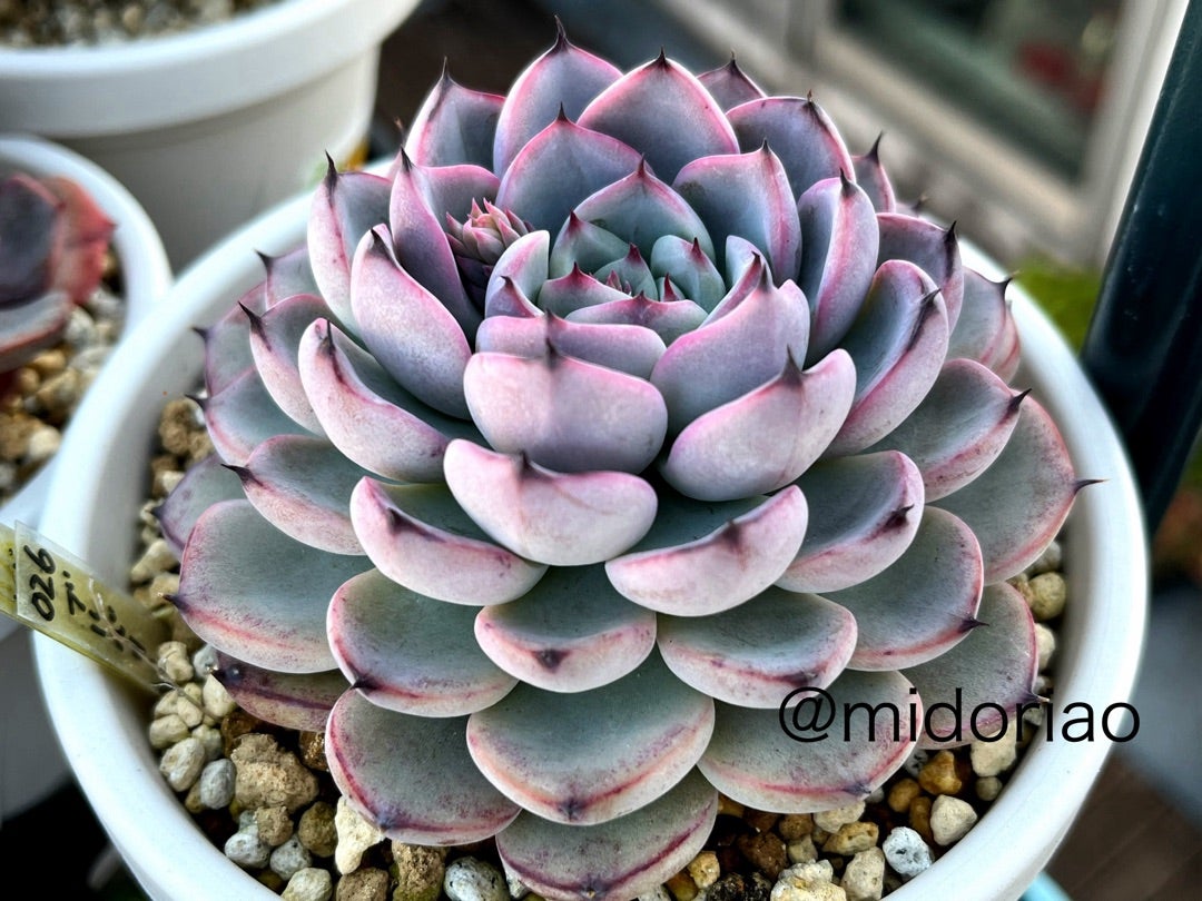 ③おらいさん苗ミックスベリア図鑑完全版 2024年コンプリート記念