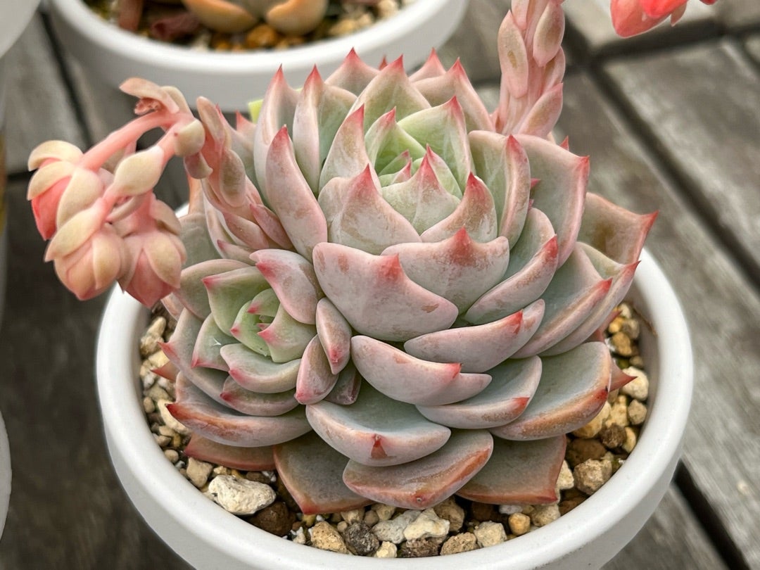 ⑤おらいさん苗ミックスベリア図鑑完全版 2024年コンプリート記念