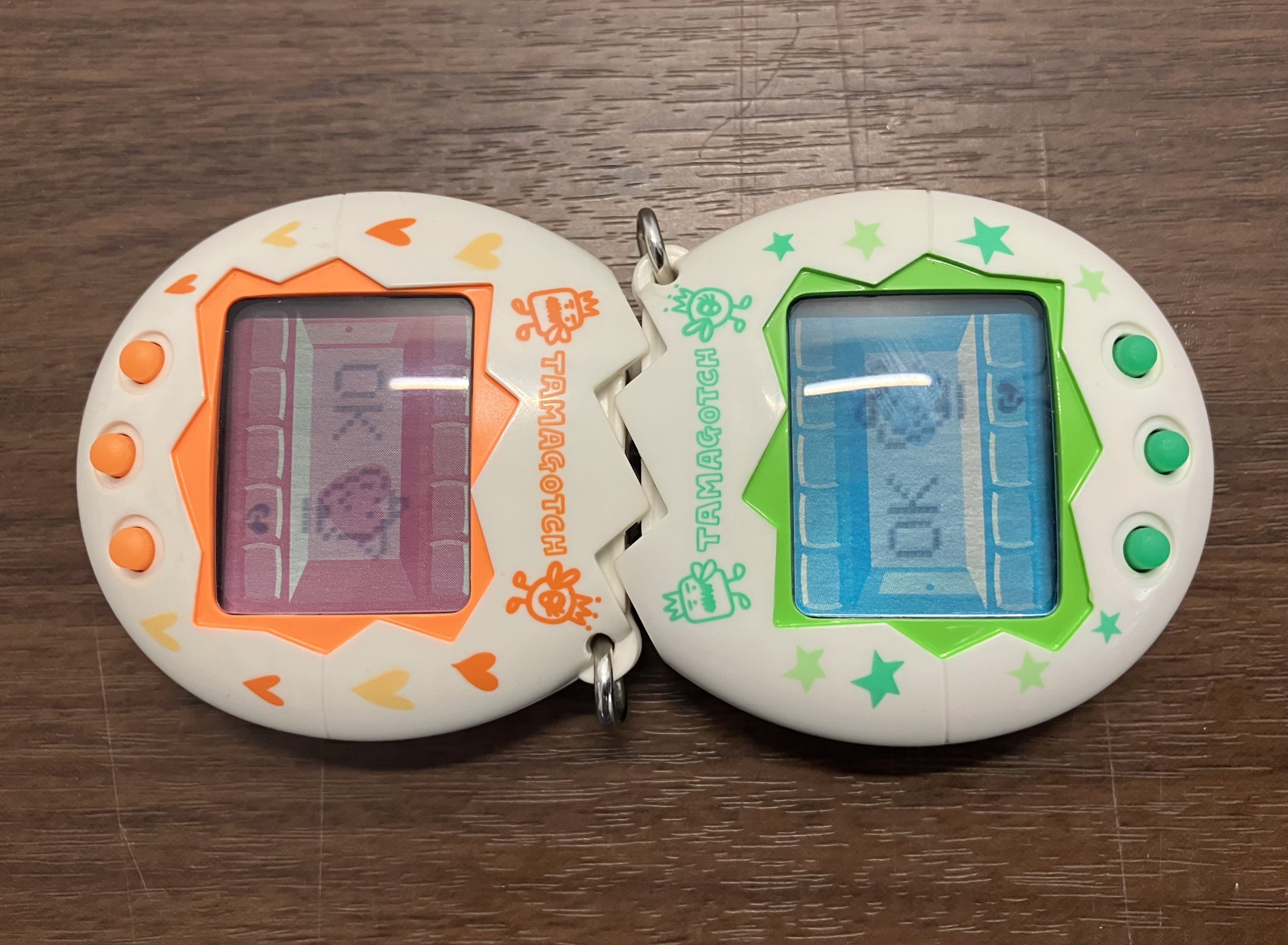 オスっちメスっち】初ブリード | たまラボ