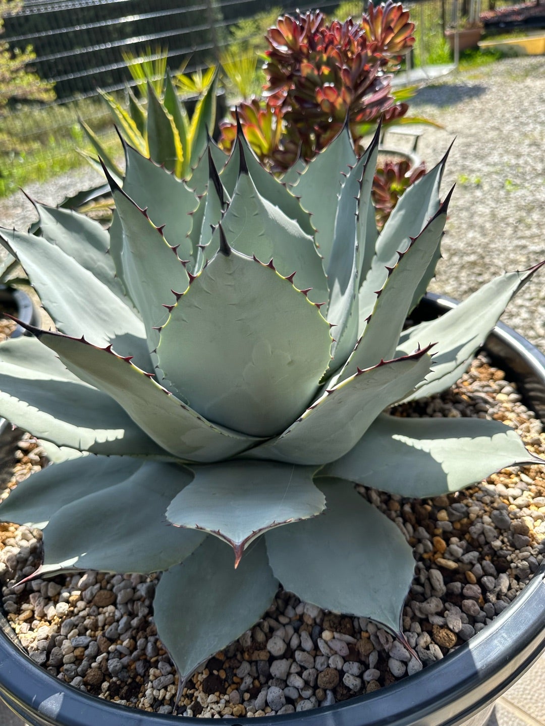 アガベ パリー 姫吉祥天 姫吉祥天 – ROUKA – Succulents Note