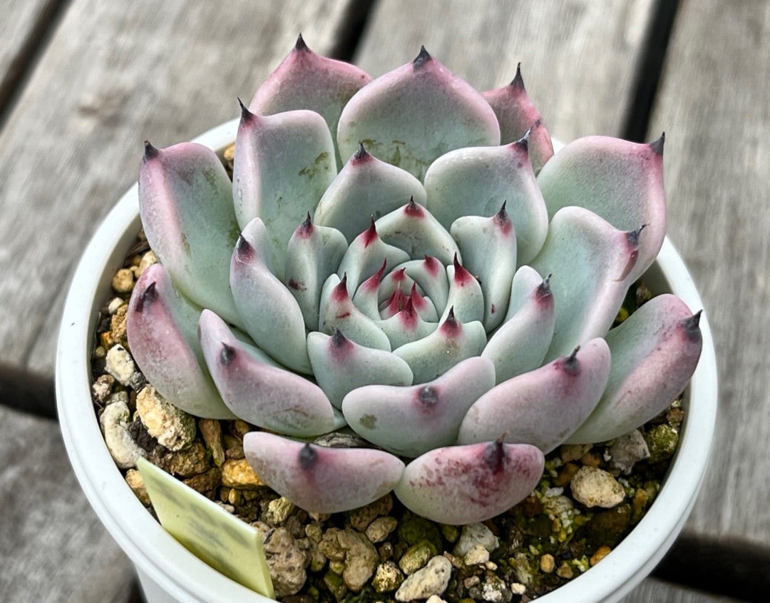 ①おらいさん苗ミックスベリアまとめ図鑑完全版 2024年コンプリート