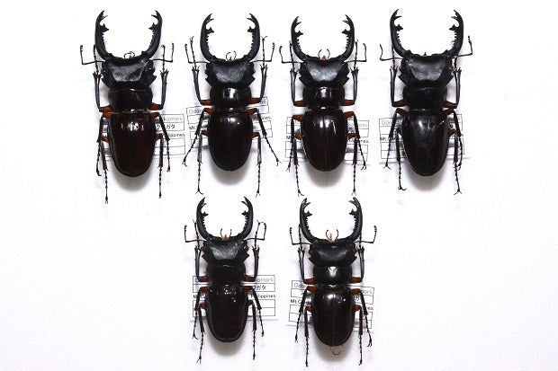 インペリアリスツヤクワガタ (パラワン島亜種) Odontolabis imperialis