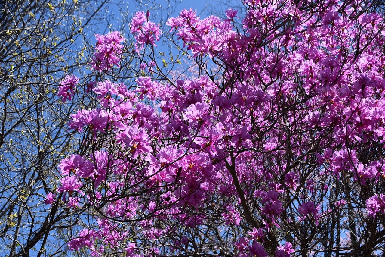 73 山採り ミツバツツジ 73 山採り ミツバツツジ