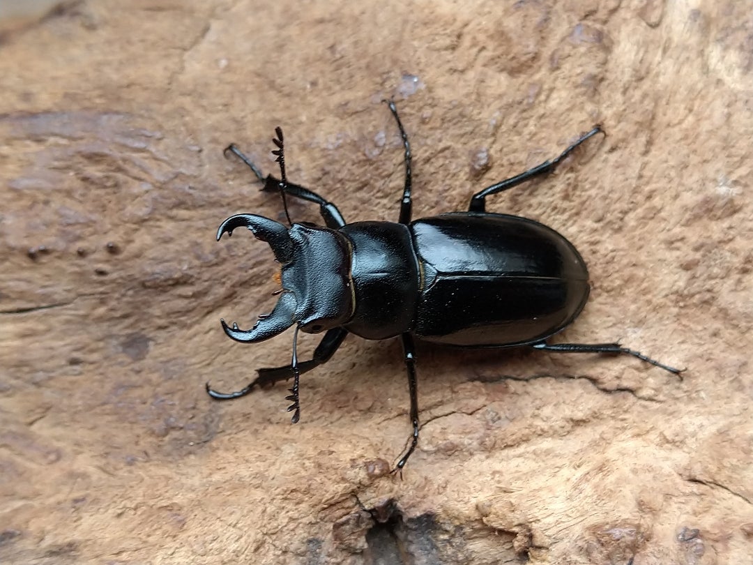 ミクラミヤマクワガタ(2サイクル目)が活動を開始しました♪ | kuwa