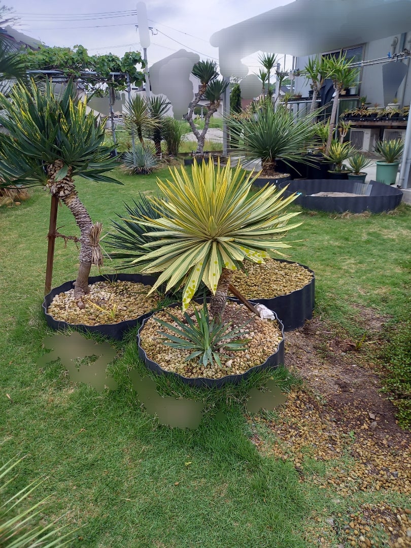 Yucca ユッカ グロリオサ ライジングサン 極上縞斑 本物 レア株 Yucca