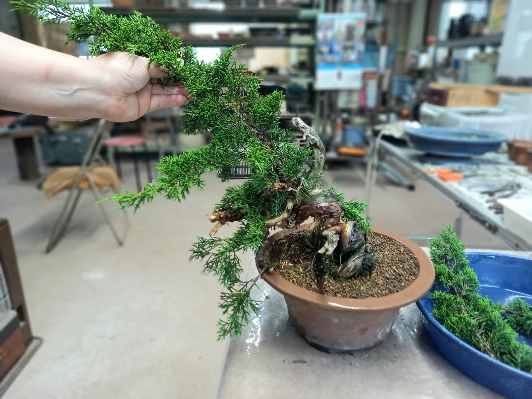 目指せ！小品真柏 | みさきのミニ盆栽遊び