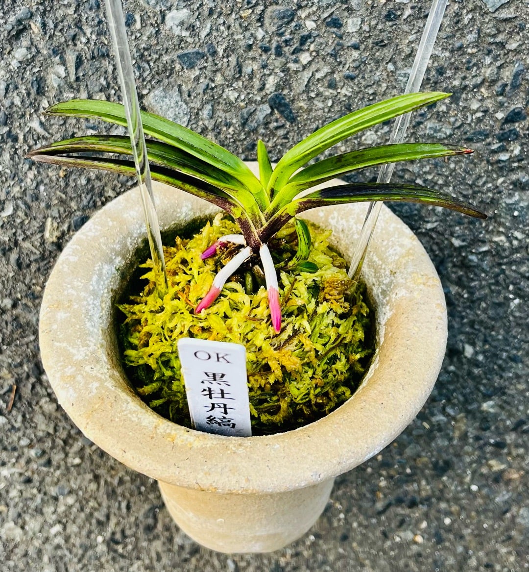 富貴蘭【OK黒牡丹縞】 | 富貴蘭を楽しんでブログ