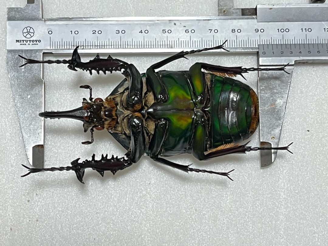 トルクアータオオツノカナブン No.1 超特大 | 愉快な海と波と恵