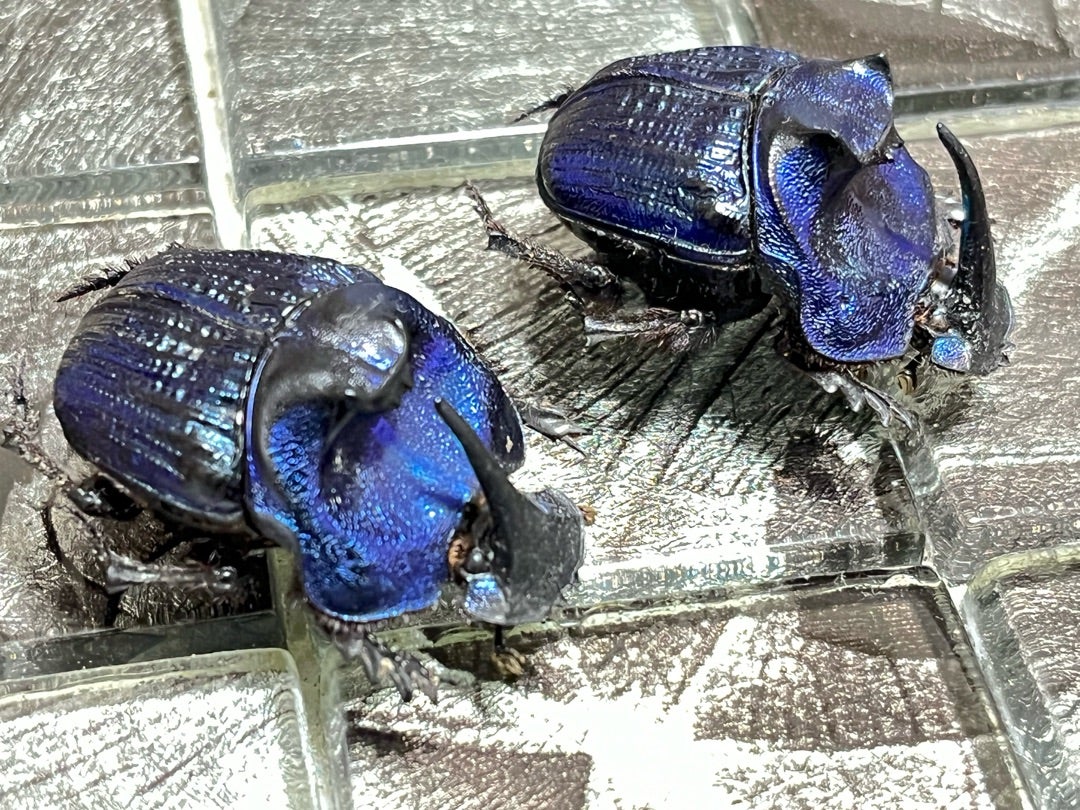 ランキフェルオオニジダイコクコガネ No.1〜2 | 愉快な海と波と恵