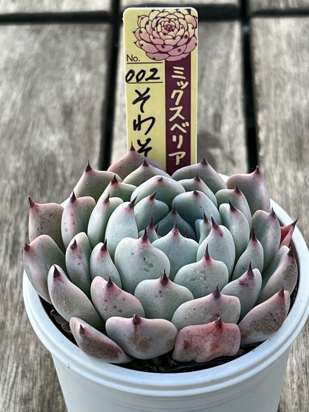 002【そわそわ】おらいさん苗 ミックスベリア 成長記録 多肉植物