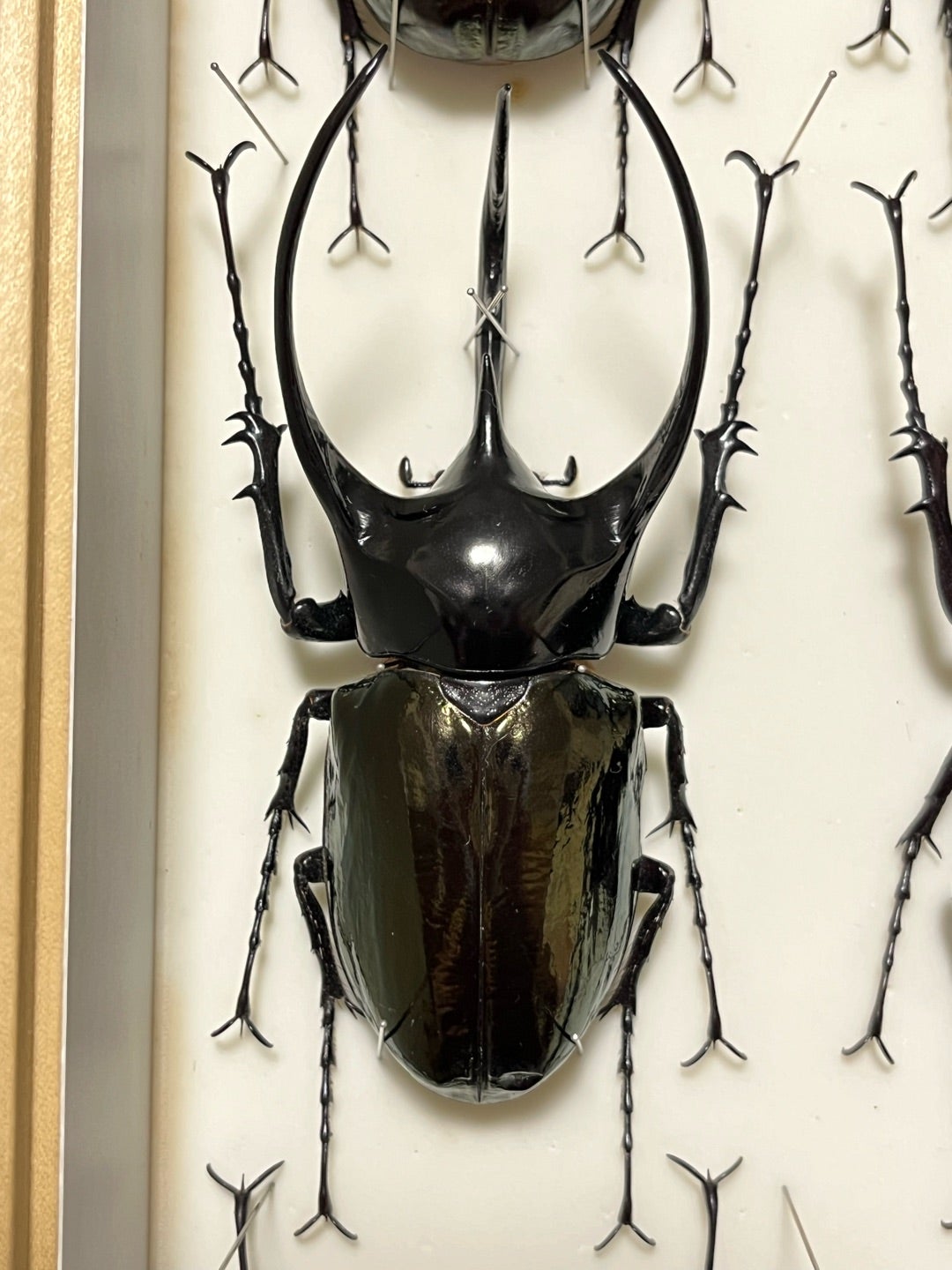 オーストラリア産 オベサスオオコツノクワガタ 35mm オーストラリア産