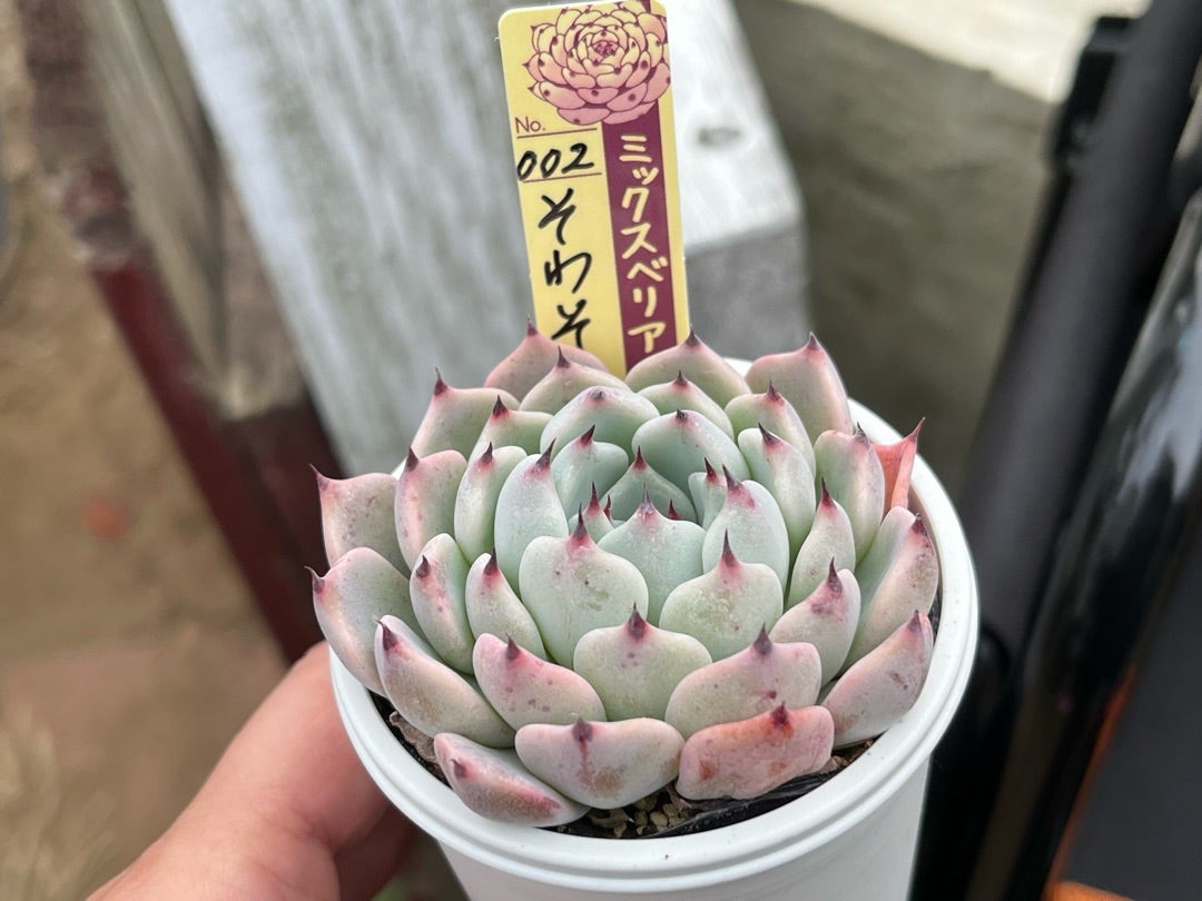 002【そわそわ】おらいさん苗 ミックスベリア 成長記録 多肉植物