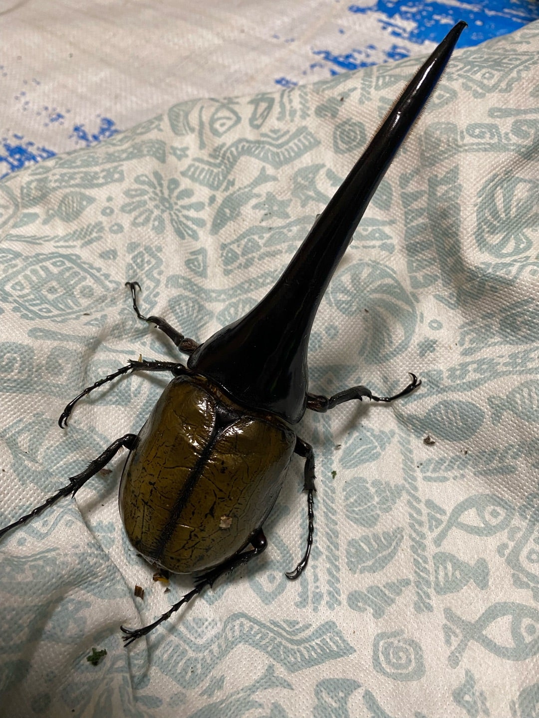 DH.ヘラクレス 180mm up 羽化 | kdm_2のブログ