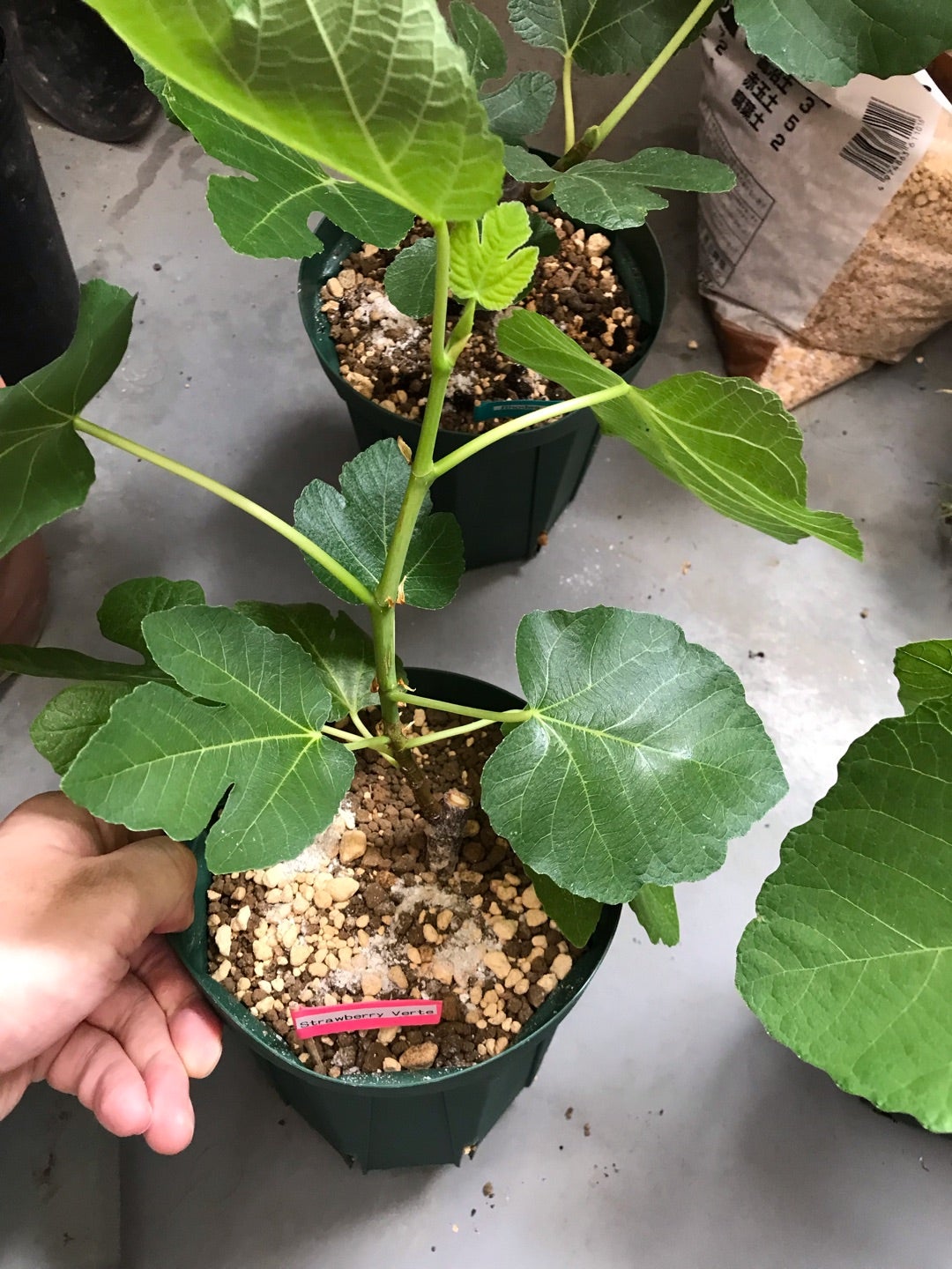 Panino パニーノ 挿木苗 イチジク 挿木苗 イチジク｜Panino パニーノ