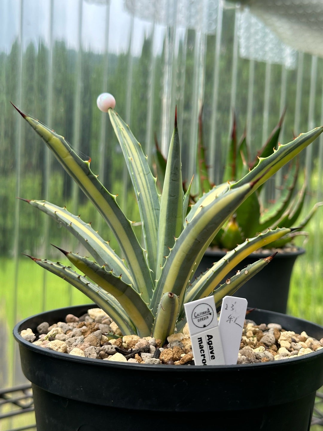 斑入りアガベ | つべるふブログ 多肉生活 2021〜