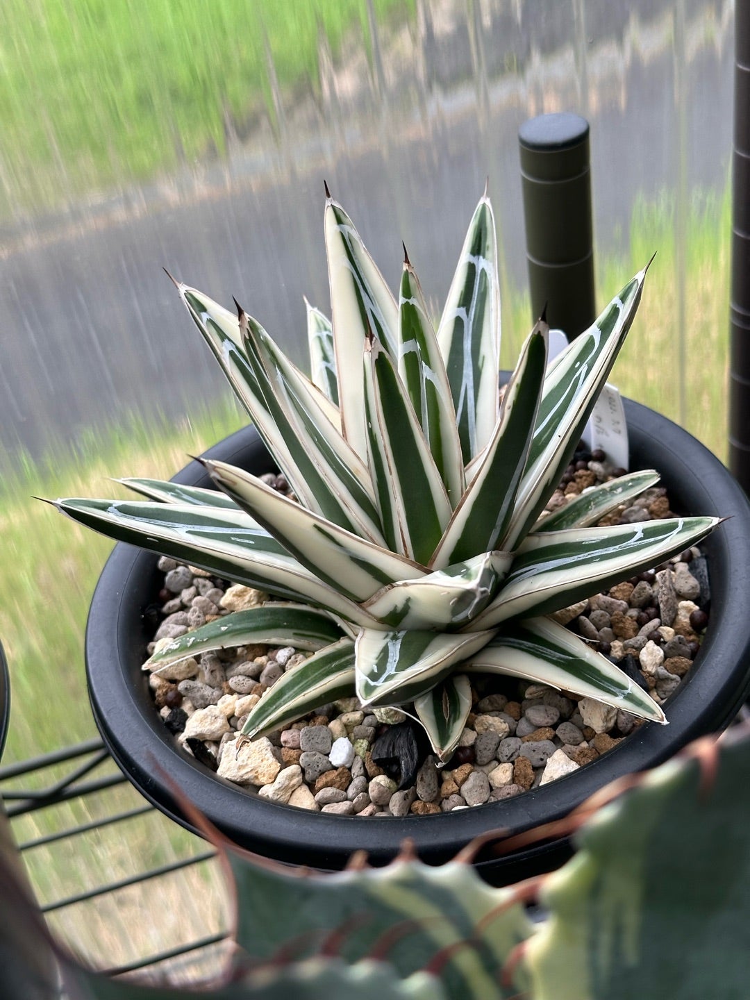 アガベ 笹の雪 近況② | つべるふブログ 多肉生活 2021〜