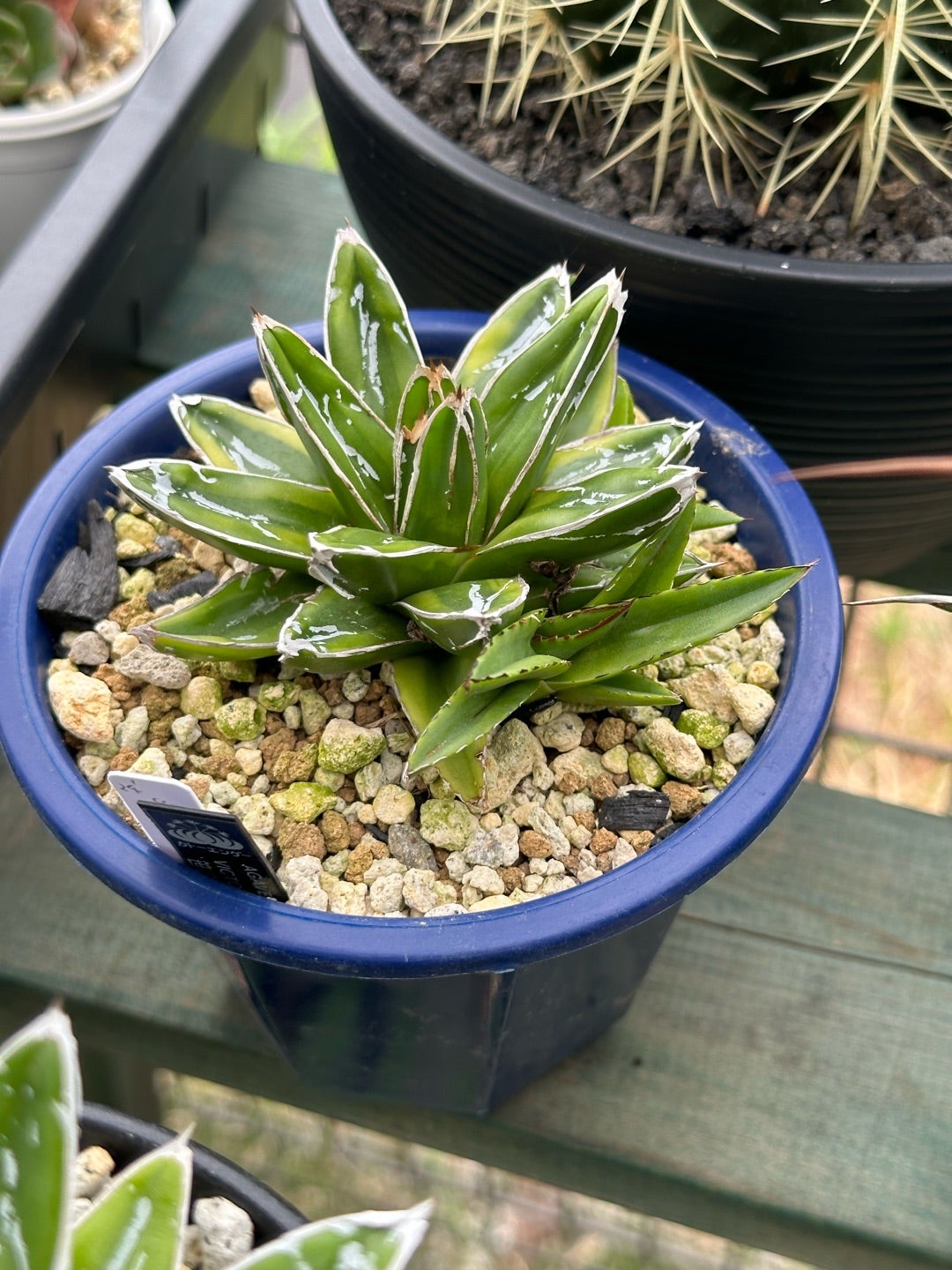 アガベ 笹の雪 近況② | つべるふブログ 多肉生活 2021〜