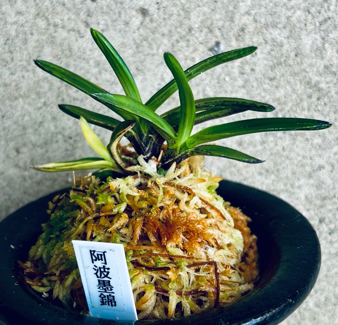 富貴蘭【阿波墨錦】 | 富貴蘭を楽しんでブログ