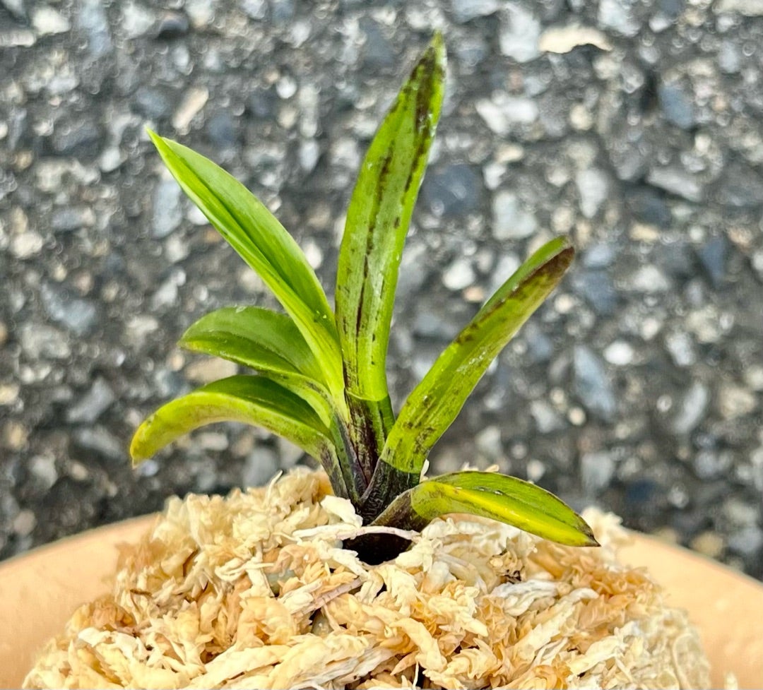 富貴蘭【漆黒牡丹】 | 富貴蘭を楽しんでブログ