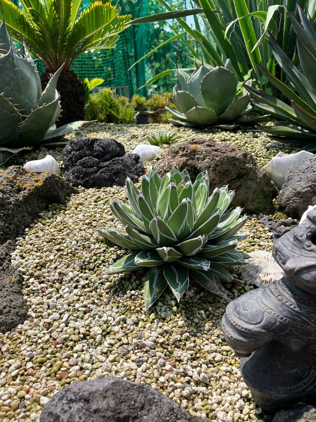 耐寒性ダシリリオン大苗ミキワネンシス◇ドライガーデン多肉サボテン