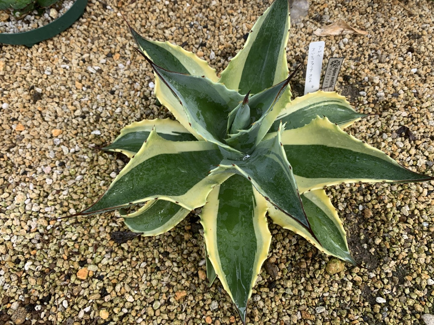 オバティフォリアの新着記事｜アメーバブログ（アメブロ）