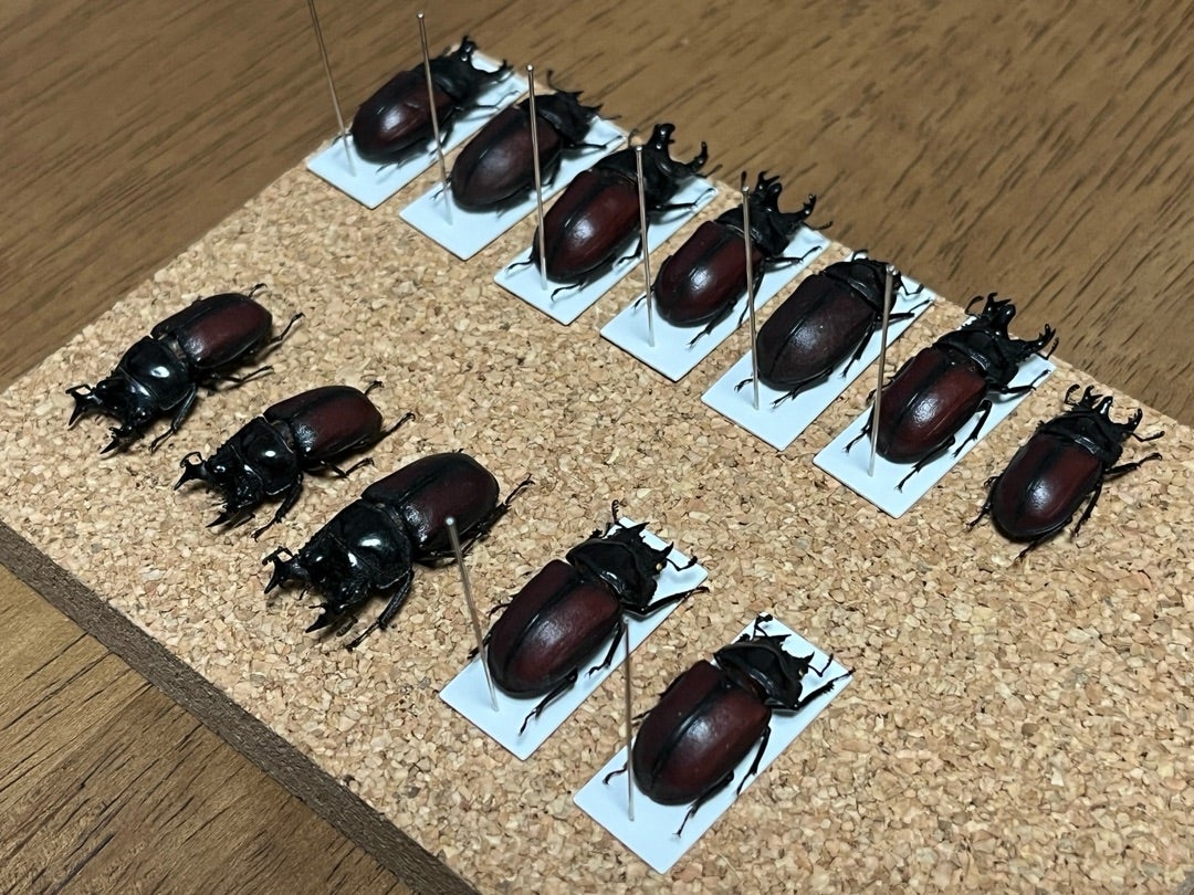 カザリツノクワガタ | 愉快な海と波と恵