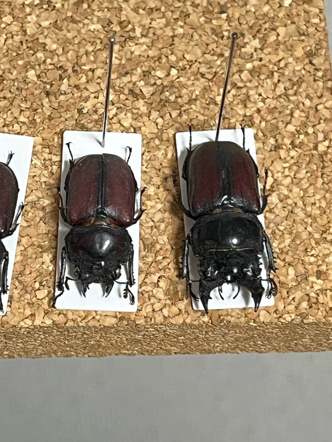 カザリツノクワガタ | 愉快な海と波と恵