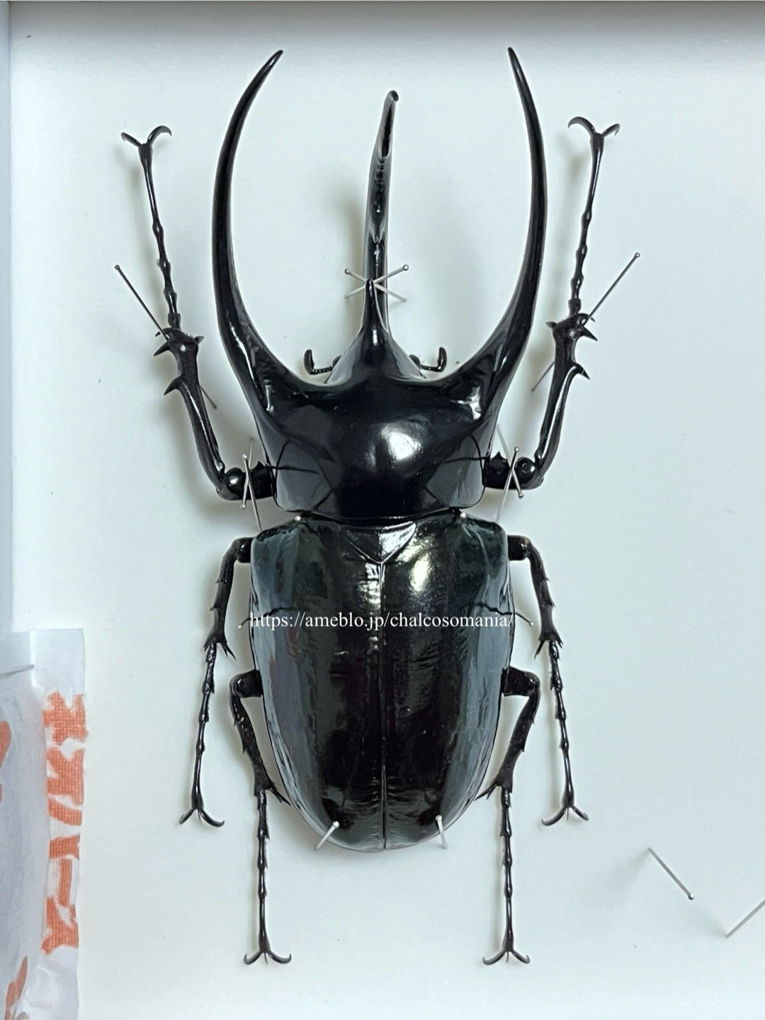 ジャワコーカサス No.20 超特大 ギネス超！？ | 愉快な海と波と恵