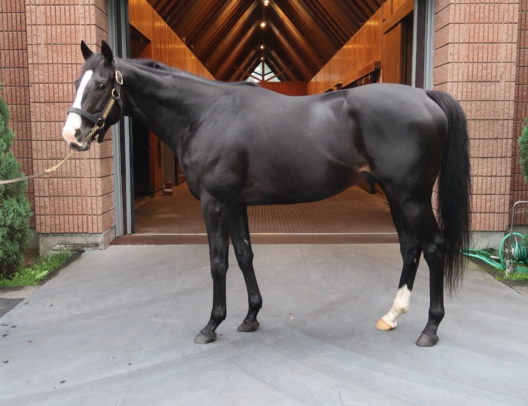 社台スタリオンステーション種牡馬2024夏見学レポート | ぐりぐり君の