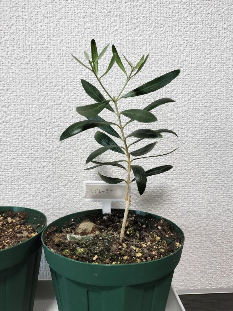 オリーブ挿し木の鉢上げと新たな挿し木 | 1984yunyunのブログ
