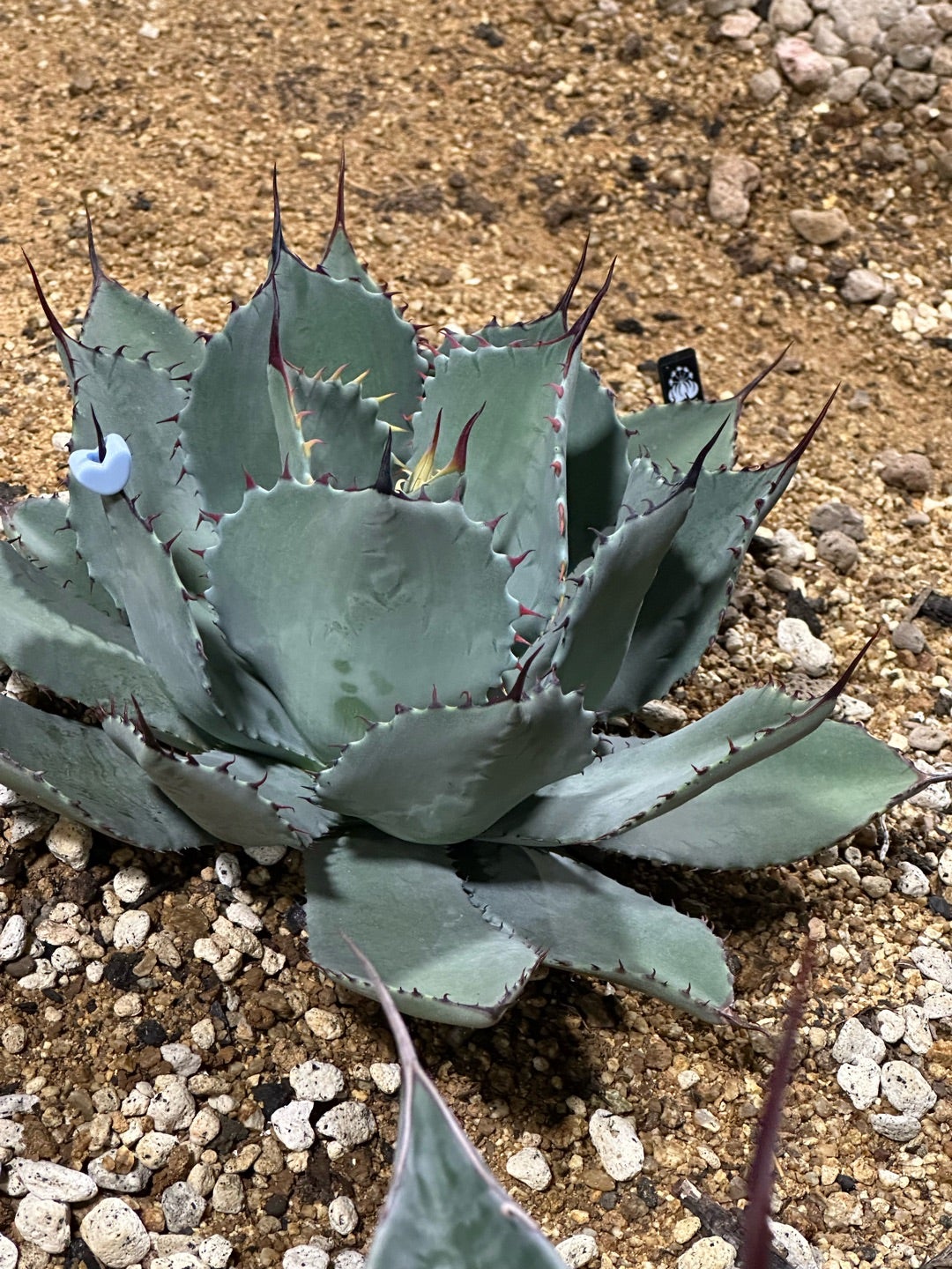 アガベ パリー 吉祥天と姫吉祥天 | つべるふブログ 多肉生活 2021〜