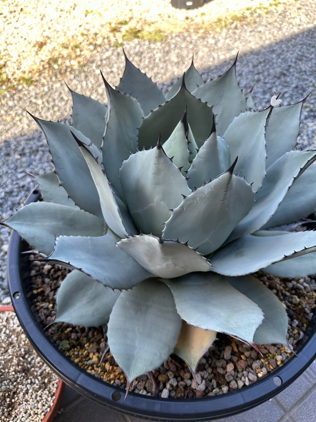 アガベ パリー 吉祥天と姫吉祥天 | つべるふブログ 多肉生活 2021〜