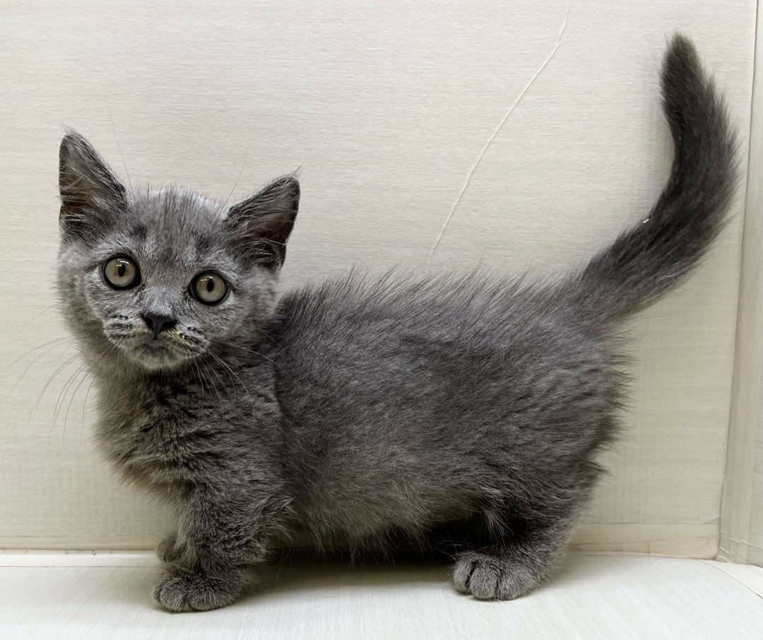 わんちゃん、ねこちゃん入舎情報!!Part① | かねだい八千代店のブログnew!