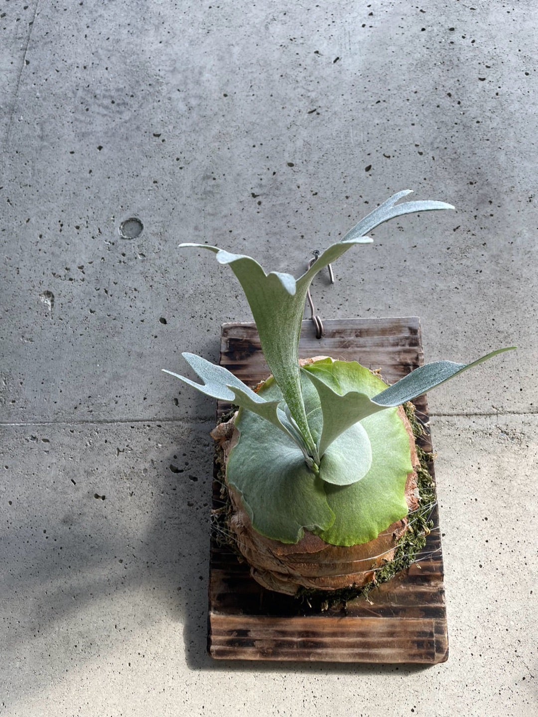 ビカクシダ ペガサス（P. Pegasus) | calmplantsのビカクシダブログ