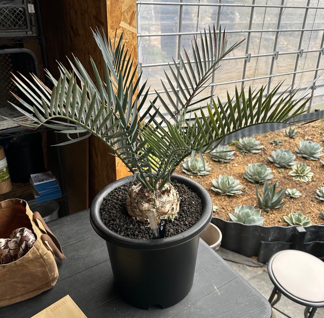 年末セール】サイカス・レボルタ / ソテツ 多頭 大株 ガーデニング