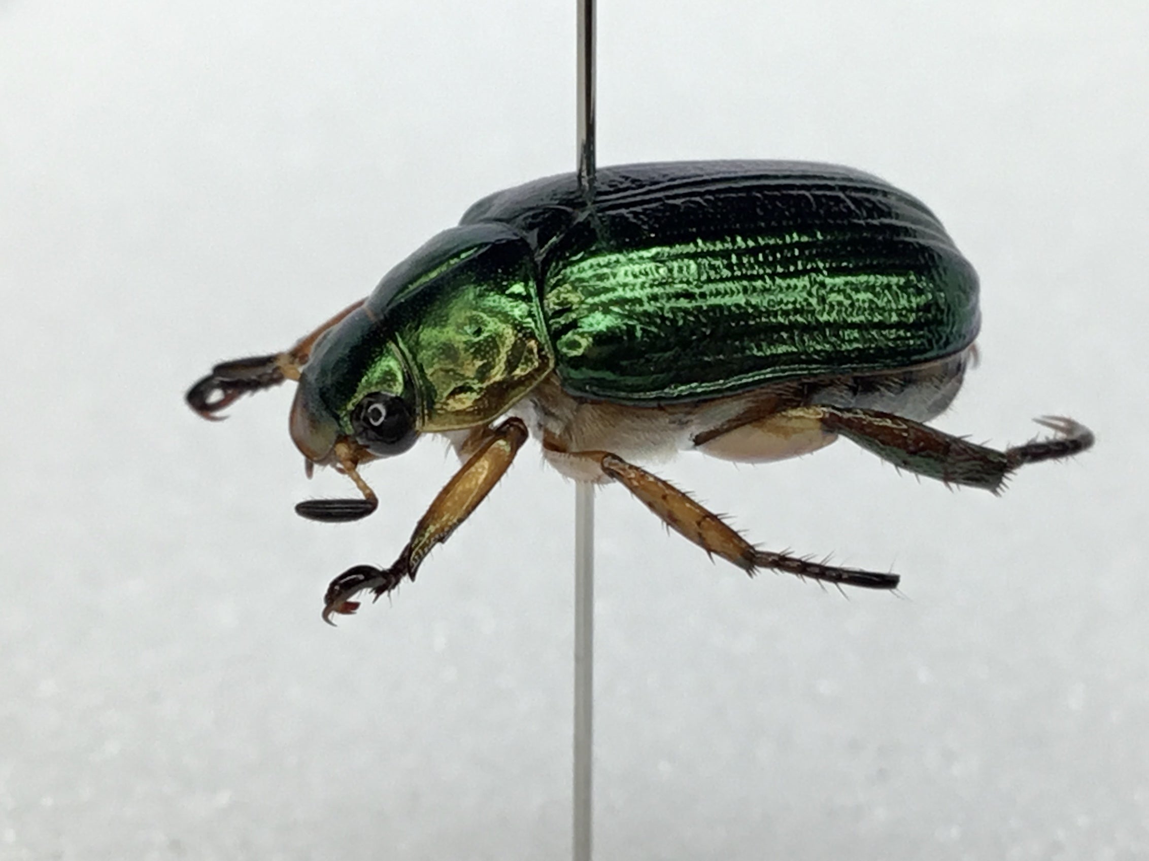 令和5年 コガネムシの標本③】7月・8月採集 | テントモソの虫ブログ