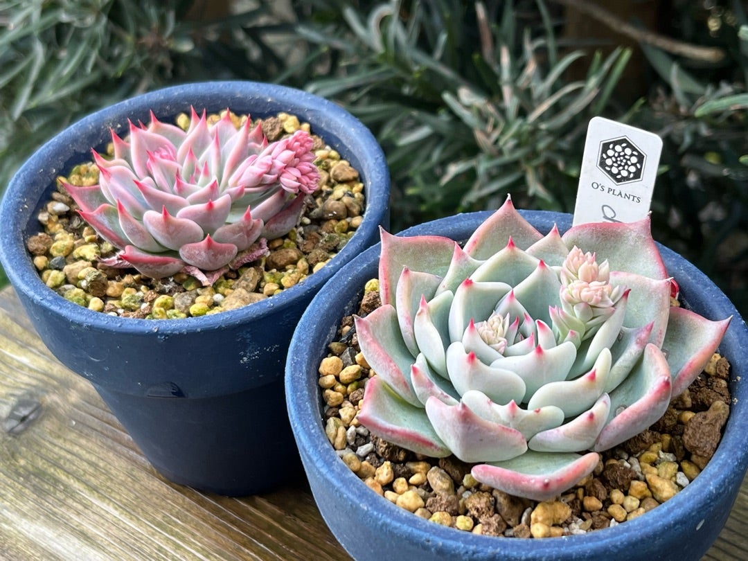 ふ*☆様 ルイパパさん苗 ボノボノ リンゼアナ 札付き ふ*☆様 ルイパパ