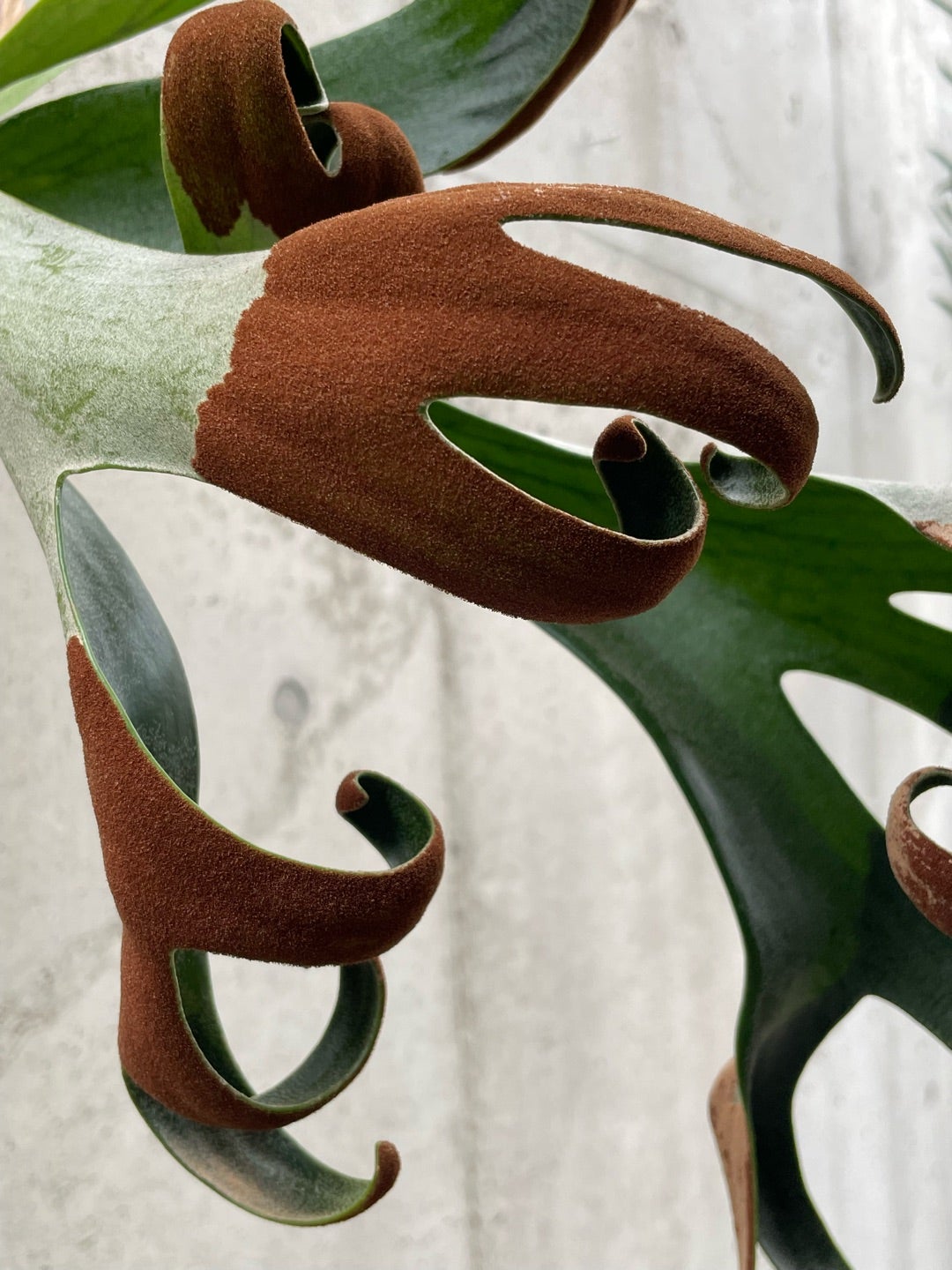 フーンシキOC子株 P.FoongSiQi ビカクシダ 株分け品子株 オリジナル