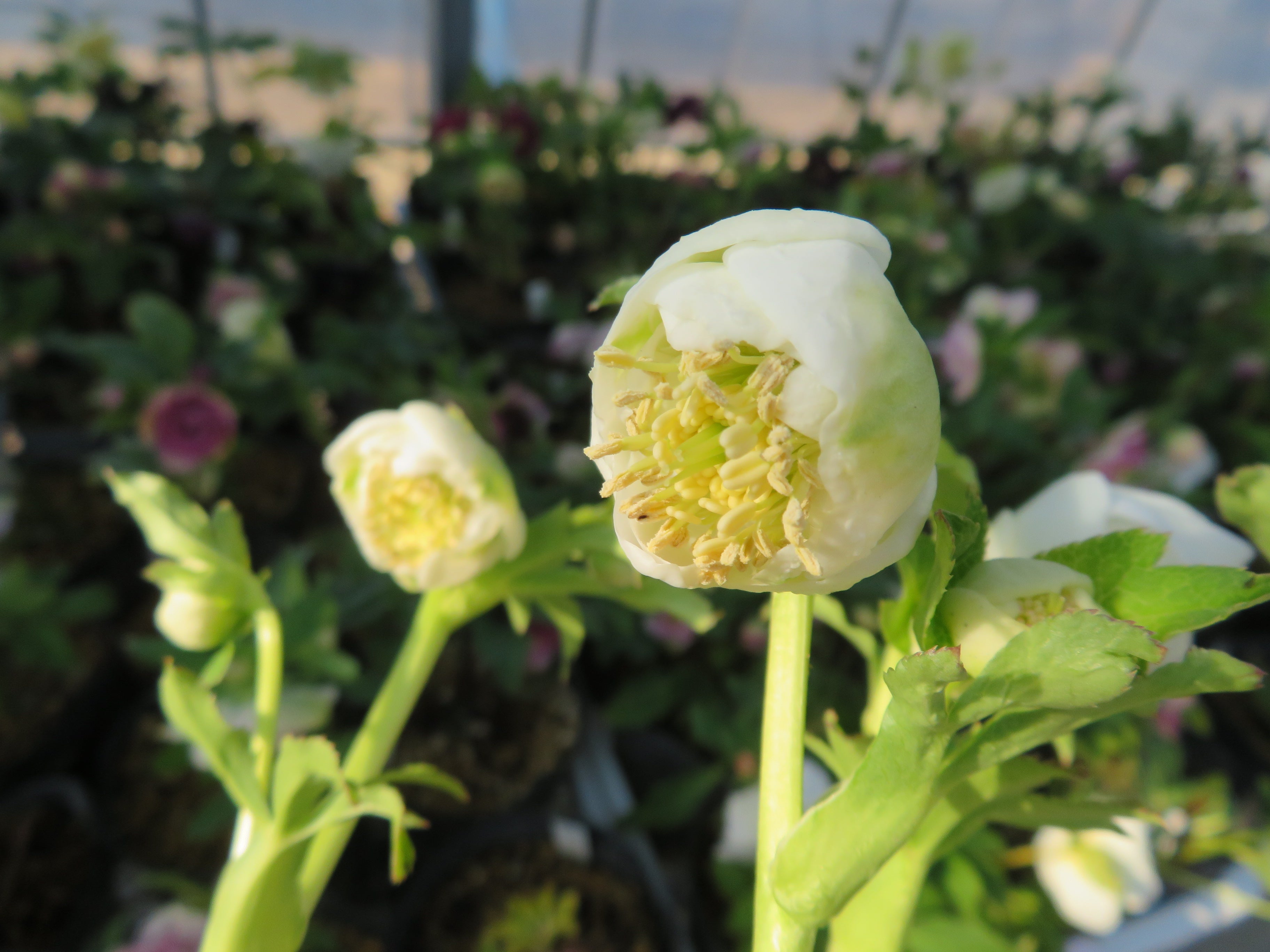 今日のクリスマスローズ 1月30日 (((o(*ﾟ▽ﾟ*)o))) | 加藤農園のブログ