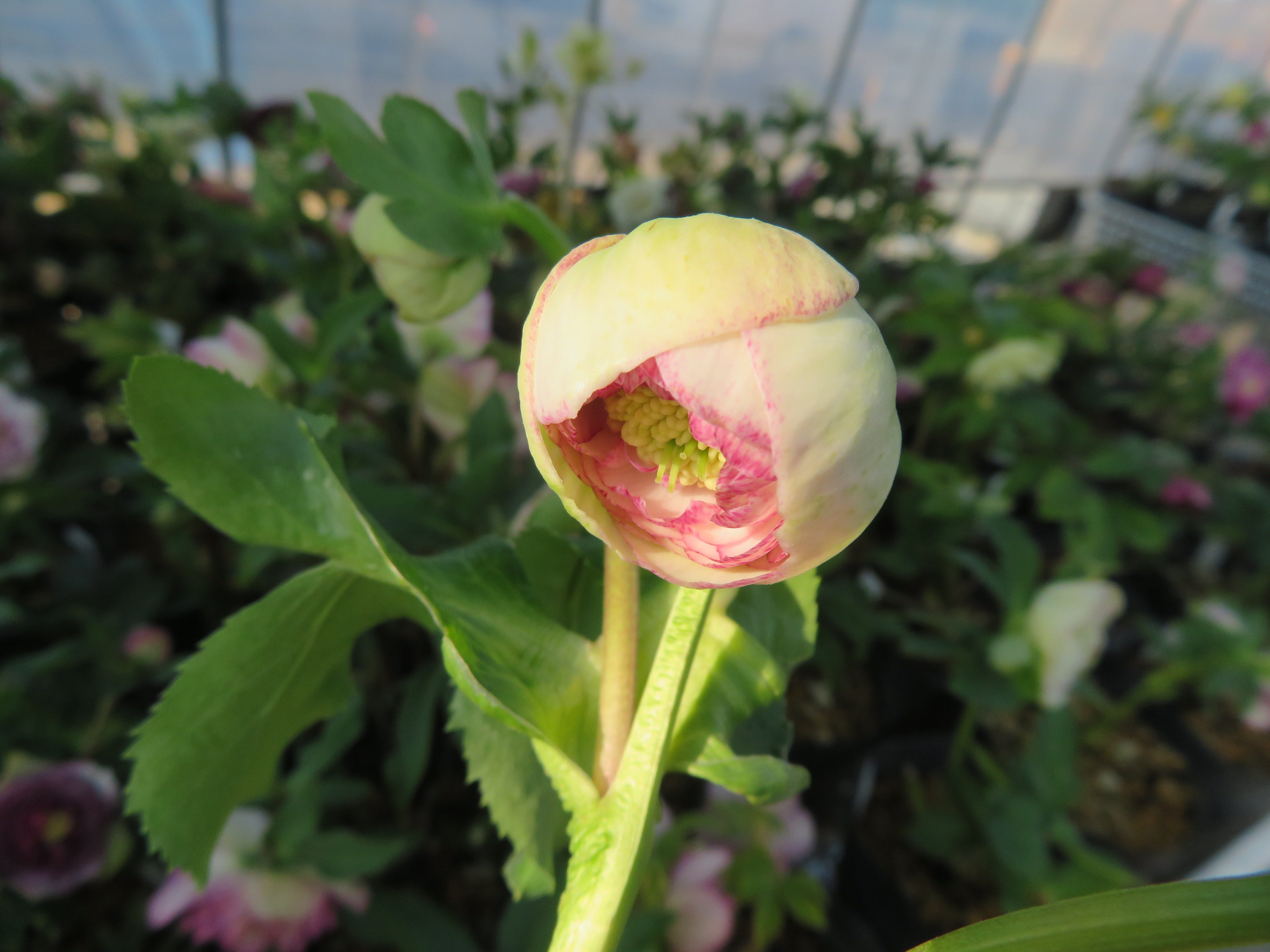 今日のクリスマスローズ 1月30日 (((o(*ﾟ▽ﾟ*)o))) | 加藤農園のブログ