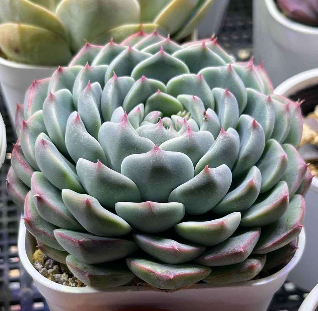 おらいさんのリンゼアナ実生 アルバ美尼xざわわ | 無職インセクトの