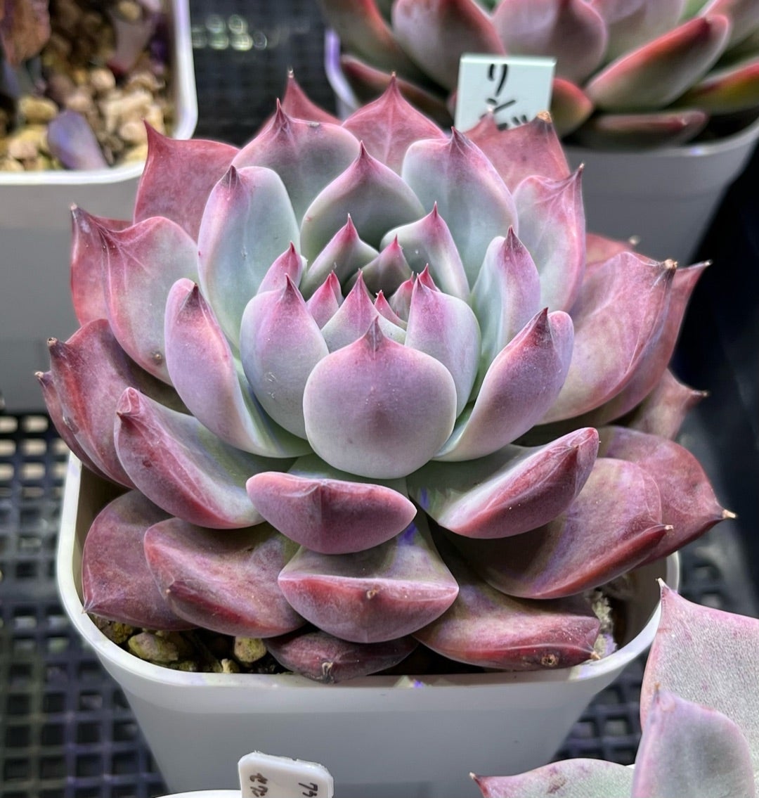 中里リンゼアナ実生 札 + 胴切り育成の小苗 セット らくらくメルカリ便