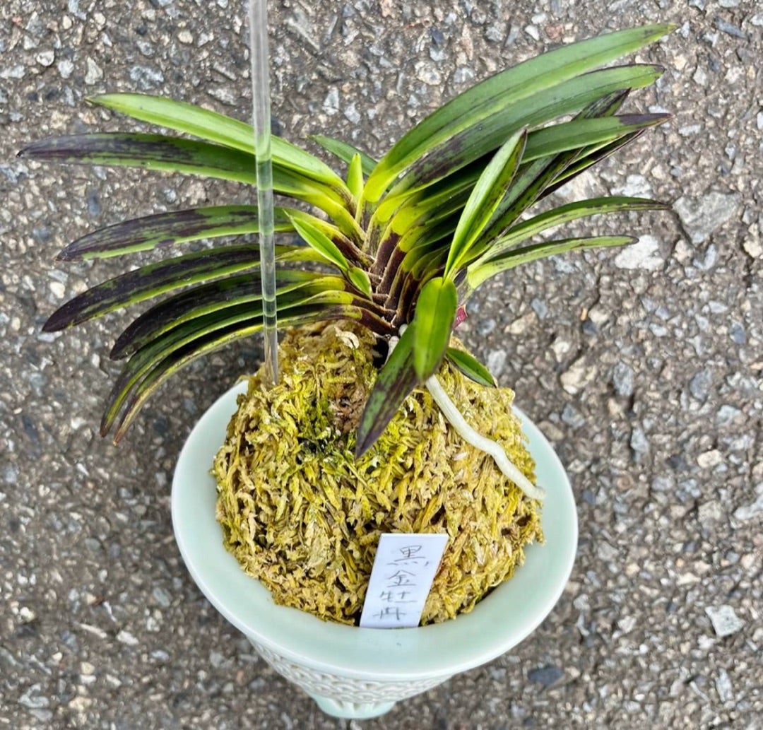 富貴蘭【黒金牡丹】 | 富貴蘭を楽しんでブログ