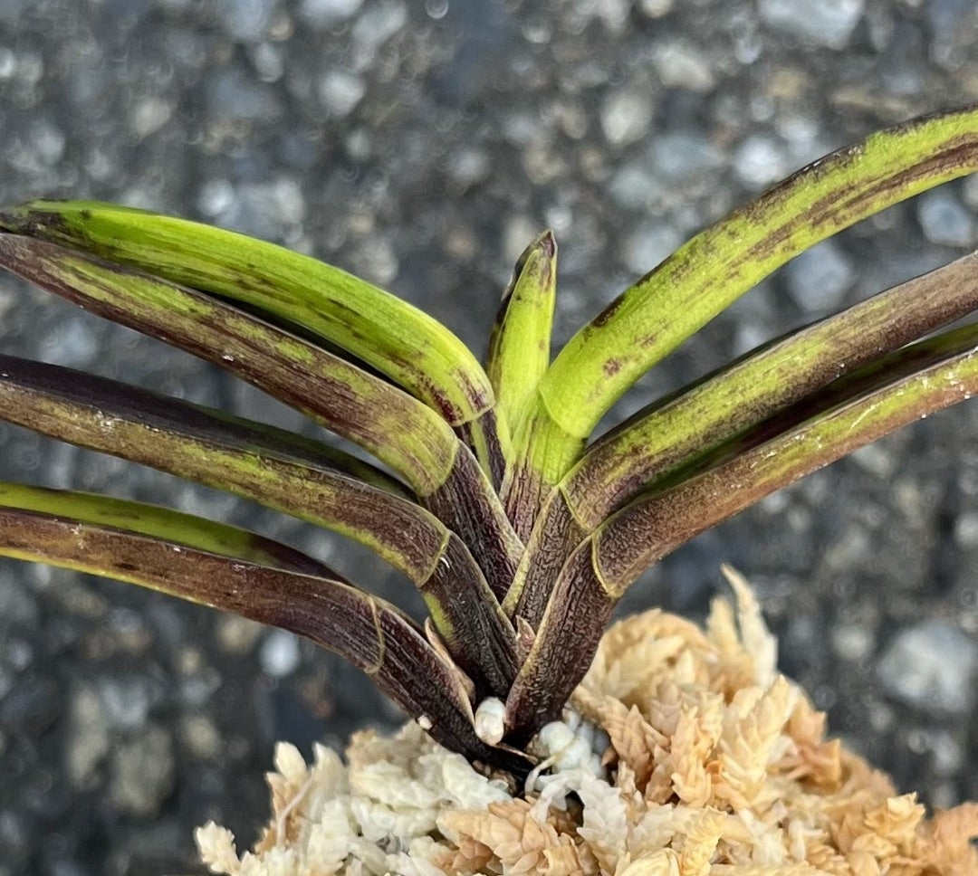 富貴蘭【漆黒金牡丹】 | 富貴蘭を楽しんでブログ