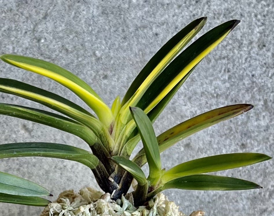 富貴蘭【漆黒金牡丹】 | 富貴蘭を楽しんでブログ